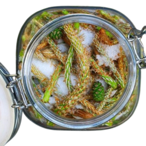 Syrop z pędów sosny