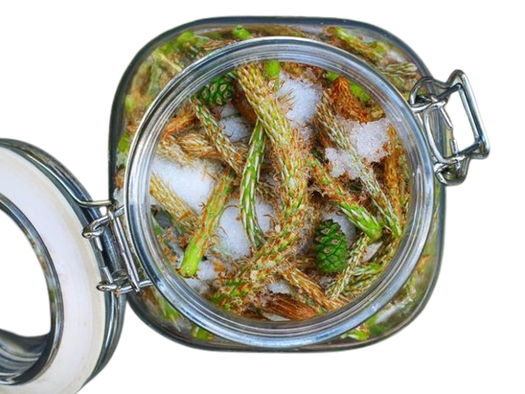 Syrop z pędów sosny